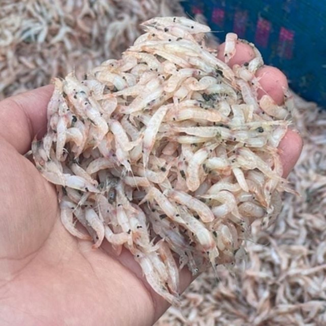 김장용 국내산 냉동 생새우 1kg 생물 급랭 요리용 찌개 국물용 튀김 일반상품, 1개, 상세페이지 참조