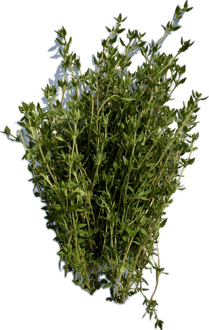 카페용 타임 생잎 50g 100g 유기농 데코용, 1개, 커먼타임 50g