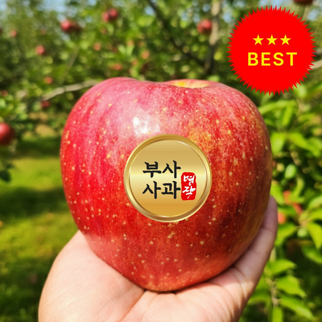 [오늘만특가] 재구매1등 국내산 사과 부사사과, 1개, 초특가 부사사과 2kg-(중과)