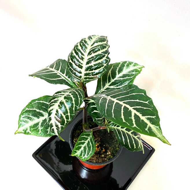 아펠란드라 공기정화식물 일산화탄소제거 암모니아제거, 1개