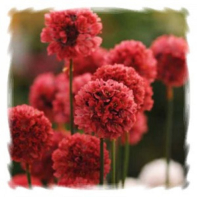 [꽃씨]아르메리아, 1개