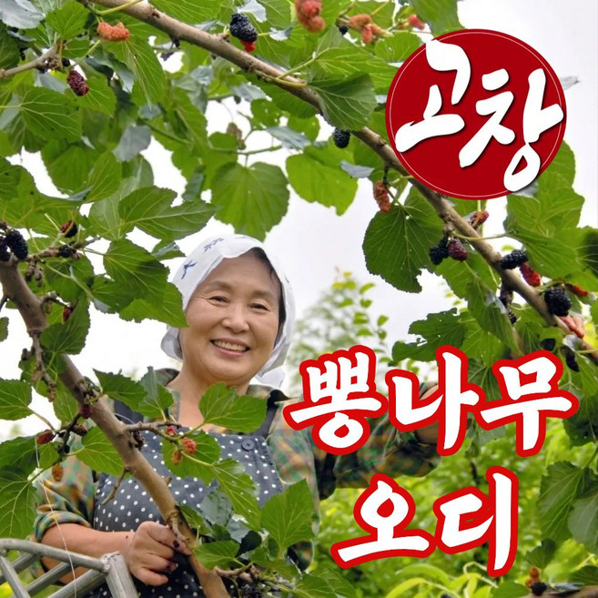 더맛곳간 과상2호 국산 고창 오디 냉동 뽕나무 열매 생과급냉 햇오디, 1개, 1kg 특품