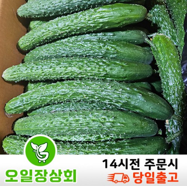 ( 오일장상회 )국내산 가시오이 못난이오이 상등급10kg, 10kg내외, 1개