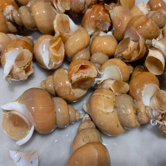 당일조업 동해 활 백고동 (백골뱅이) 통골뱅이 소 1kg, 소 1kg (35-45미), 1개