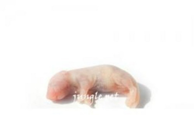 뱀먹이 냉동마우스 핑키 퍼지 하퍼 냉동쥐, 1개