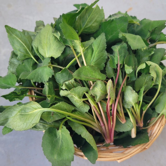 통영 비진도 노지 취나물 제철 봄나물 산지발송, 1kg, 1개