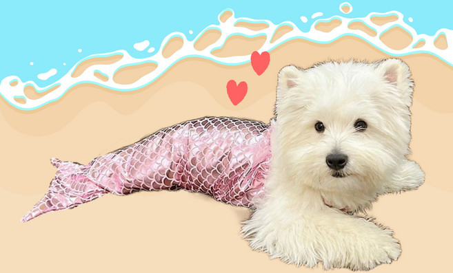 강아지 고양이 반려동물 인어공주 코스튬 의상 드레스 파티용, 핑크, 1개