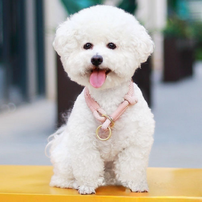 반려동물 강아지 소형견 중형견 로프 목줄 E097, 1개, 블랙