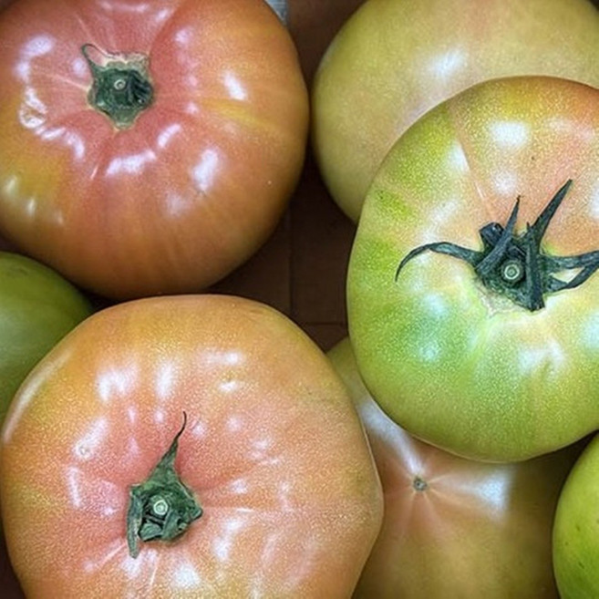 대저토마토 짭짤이 단짠 단짠, 1세트, 대저 완숙 토마토:2.5kg (M~S 사이즈)