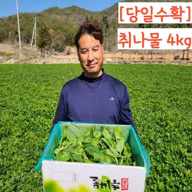 [품질보장] 국산 고흥 생 취나물 부지깽이 부지갱이, 1개, 4kg