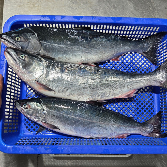 바다송어 손질 급냉, 1개, 손질 후 1kg내외(3~4미)