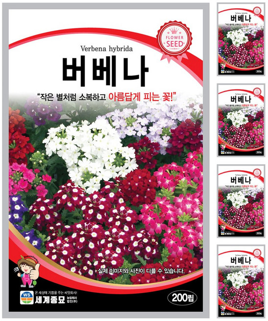 버베나 씨앗 꽃씨 200립 꽃씨앗 세계종묘 모칸도, 5개