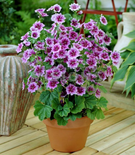 //초화//아욱(애기접시꽃)-제브리나 3개셋트, 3개