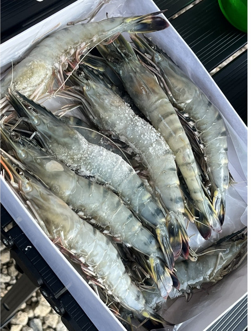 모조나인 말레이시아 블랙타이거새우 500g 8미