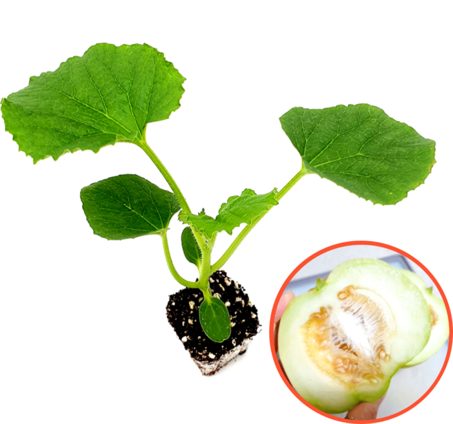 파머씨드 애플 참외 모종 4개 사과참외, 애플참외 4개