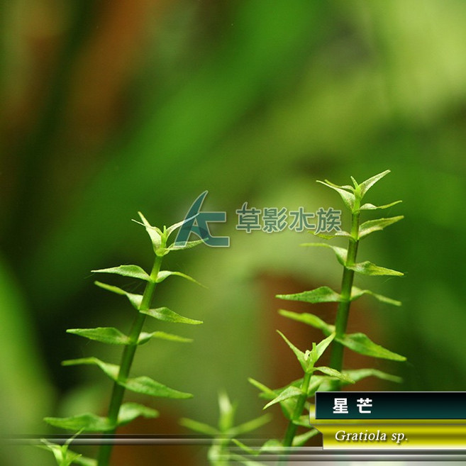 AC草影 星芒 前景水草 水生植物, 1個
