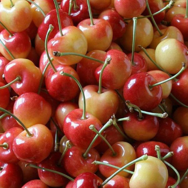 묘목/체리 레이니어/접목 1년 (일반 대목) 두개셋트 KJ395