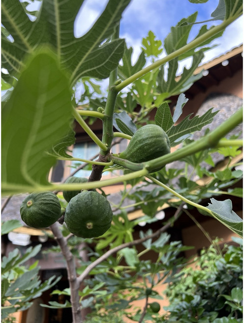 광일농원 무화과나무 2주 묶음 바나네 삽목2년 꿀무화과 청무화과, 2개, 무화과묘목