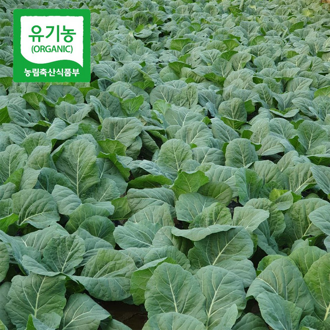 (기간한정세일)친환경 유기농 케일 녹즙용 추천, 케일(녹즙용), 1박스