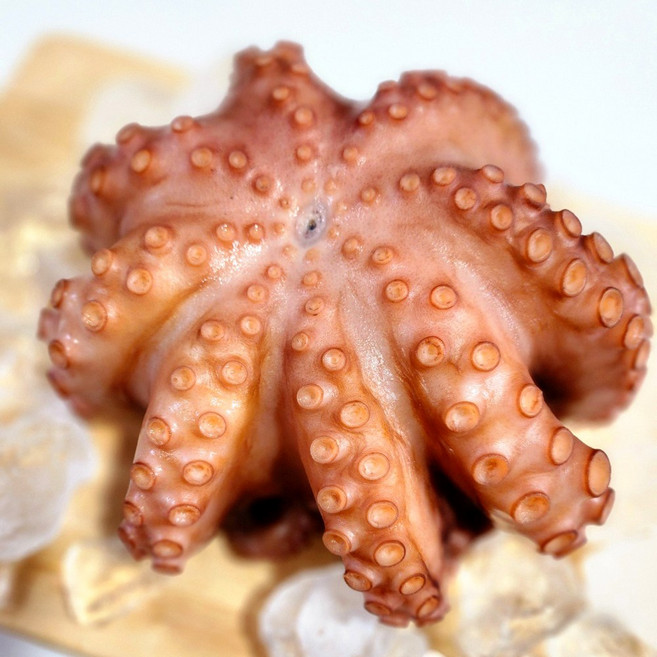 국산 문어 삶은 문어 100% 자연산 통영 돌문어 국산 제수용 문어 1미 구성, 1개, 1.2kg~1.4kg