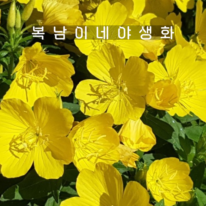 황금낮달맞이 [4개 복남이네야생화 모종 노랑낮달 낮달맞이꽃 오에노테라 oenothera], 4개