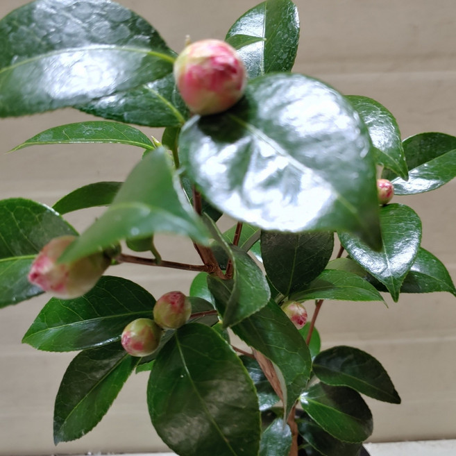 동백나무 블랙로즈동백나무 중품 노지월동 꽃 그린식물팜, 1개