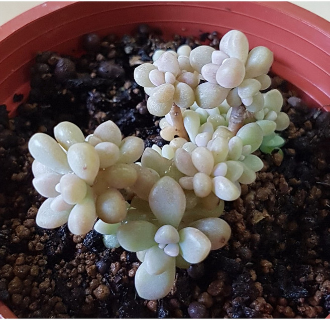 花樣渼栽盆栽生活館 姬秋麗 多肉植物 觀葉植物, 1個, 植株(裸根)