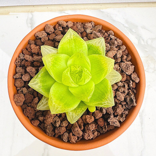 다육식물 선인장 산아래다육이 경화금 화분 식물 꽃 생명력 카페꾸미기 장식 공기정화 전자파차단 희귀식물, 1개