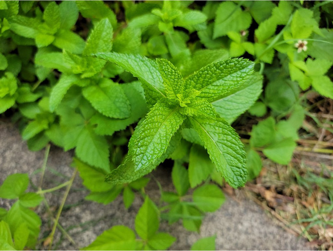 生活態DO 綠薄荷精油 清新舒緩 提神醒腦 10ml, 1個