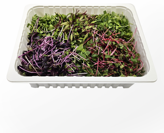 어린잎 채소 & 무순 믹스, 1개, 500g