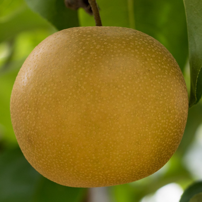 [충북농원] 원황 배나무 묘목 - 1년생접목묘, 3. 접목/1년생/특묘, 1개