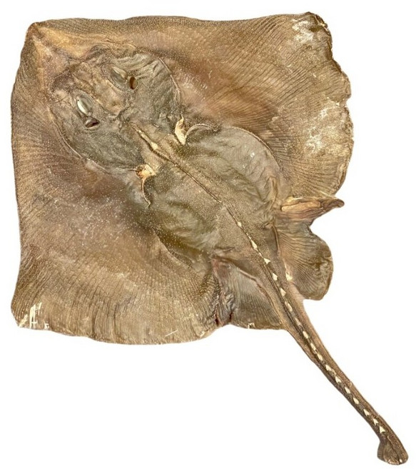 제수용 말린가오리 230g 제사용 마른 생선 건어물 차례 명절, 1개, 가오리 230g(40cm 내외)