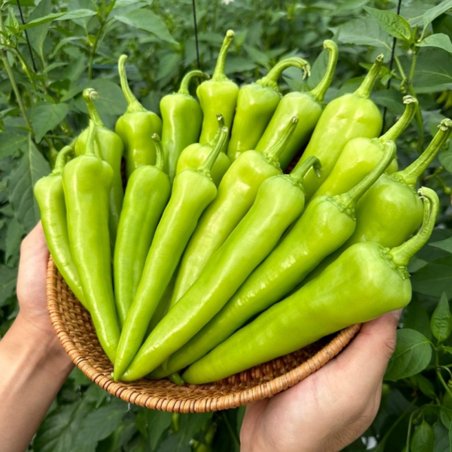 국내산 당조고추 혈당조절 당뇨고추 신선한 청고추, 1박스, 500g