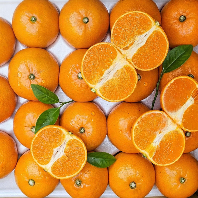 [감귤농협출고] 15브릭스 특품 고당도선별 천혜향, 1박스, 2kg(중대과)