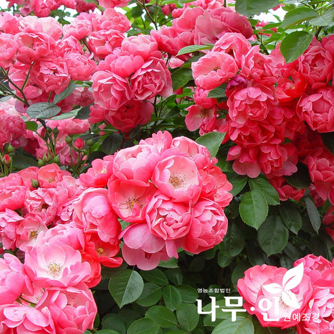 [나무인] 안젤라덩굴장미 망포트 5개 넝쿨장미 사계줄장미 작은꽃