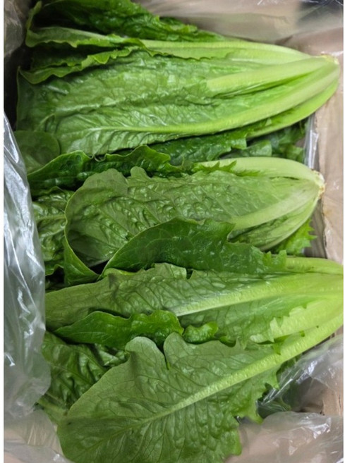 [싱싱 국산] 통로메인 lomein 특수야채 쌈채소 상추 로메인상추 로메인 샐러드, 2kg, 1박스