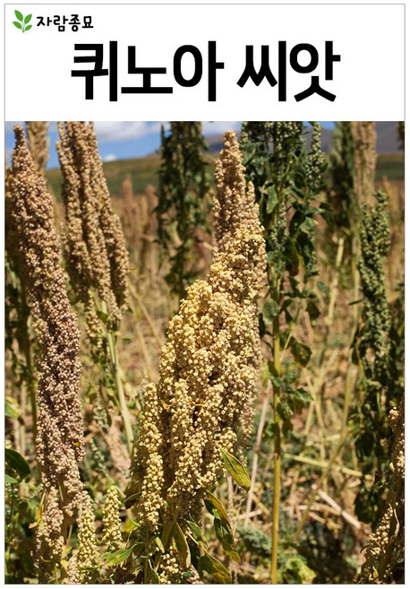 국산 퀴노아 씨앗 400알 슈퍼푸드 흰색퀴노아 종자 씨 자람종묘, 1개