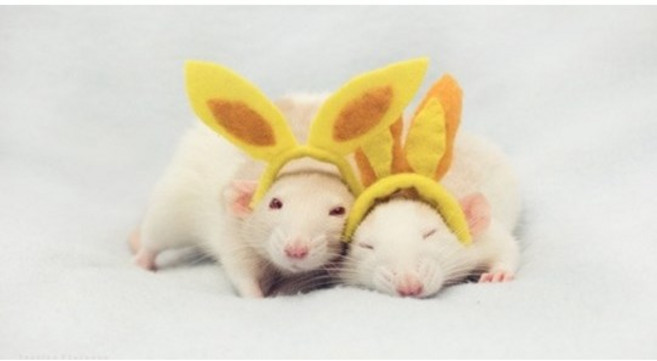 냉동 마우스 (중) 사이즈 파충류먹이 뱀먹이, 1개