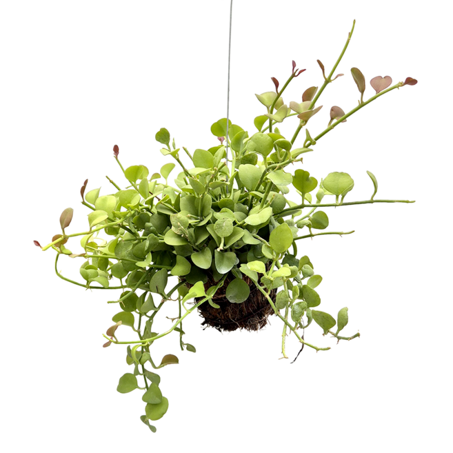 피움뜰 행잉플랜트 디시디아 벽걸이 화분걸이 공중 넝쿨 늘어지는 플랜테리어 공기정화, 1. 디시디아(그린애플), 1개