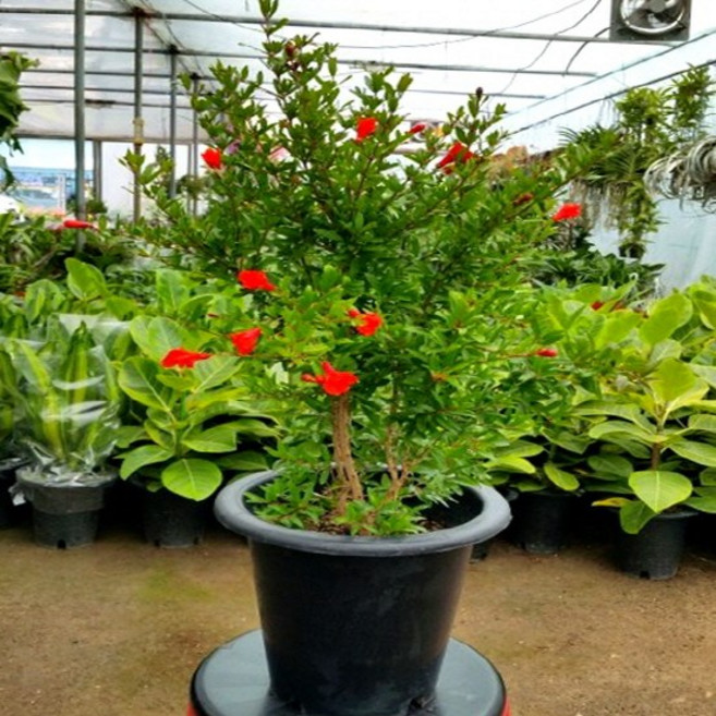 [용이네 화원] 꽃석류 나무 209 농원 화원