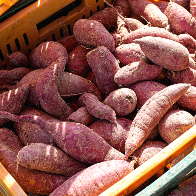 [초특가할인] 밤고구마 국내산 햇 꿀밤고구마 못난이, 1개, 꿀밤고구마 못난이 10kg