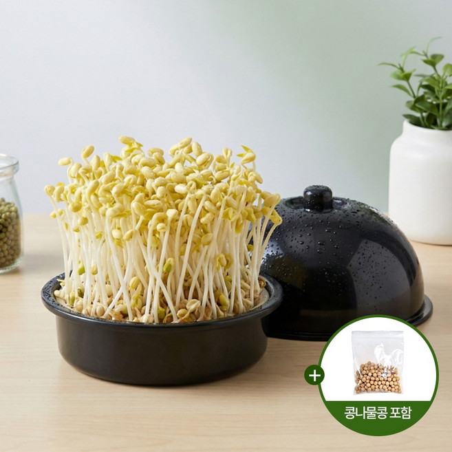 DAMDA 콩나물재배기+콩 1회분 세트 콩나물 키우기, 1개