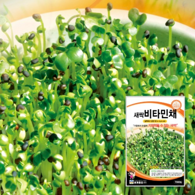 새싹 비타민채 1kg / 새싹 씨앗 종자 텃밭키우기 채소키우기, 1개