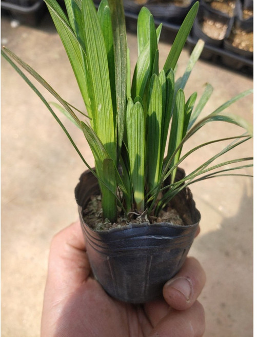 맥문동모종 큰모종(3치포트 50개) 정원관리 야생화 꽃모종 원예 화단가꾸기 노지월동 잡풀관리, 50개