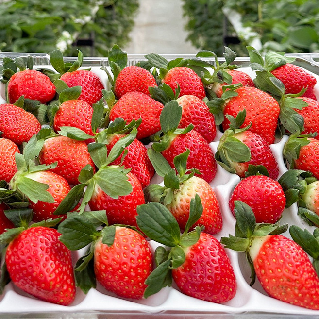 논산 하우스 설향 딸기 생딸기 특품, 1개, 상사이즈 700g (30-42구) 한팩