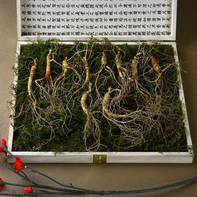 강원도 산양삼 산삼 10년 산양삼산삼 선물세트, 5~6년근, 10뿌리, 1개