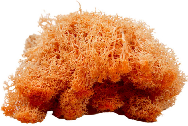 永生苔蘚 10克 A級青苔 微景觀鋪底用, 1個, 7.橙色10克 多份會裝一起