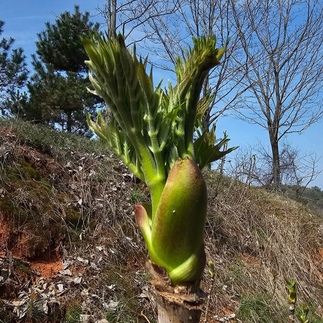 당일수확 순창 특 참두릅 첫순 원순 400g, 1개, 장아찌용 참두릅(400g)