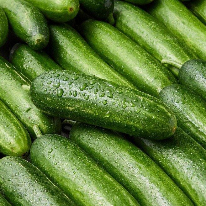 산지직송 아삭한 미니오이 스낵오이 2kg, 1개