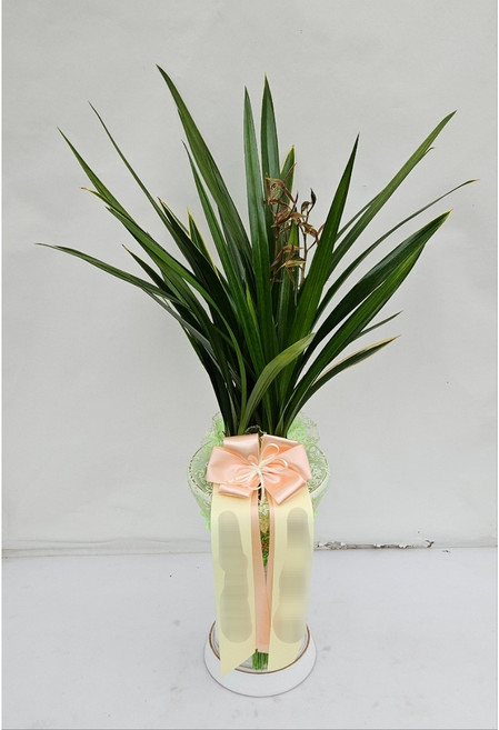 동양란 산천보세 화분 겨울난 승진 취임 개업 생일 축하난, 경기도 하남시, 1개